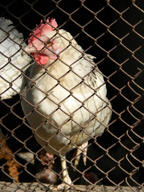 显出肖国栋 显出肖国栋